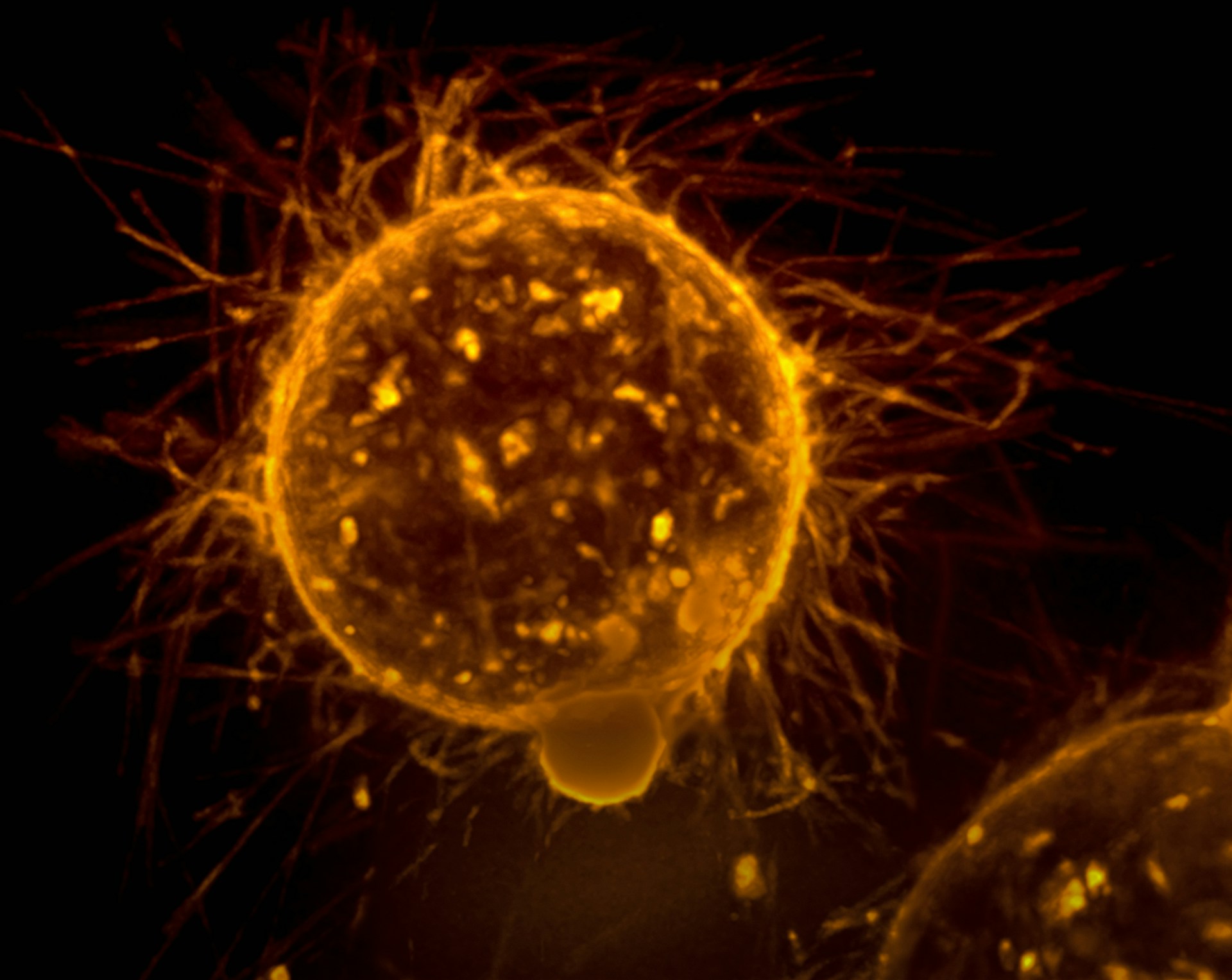 10 Things You Always Wanted to Know About Cancer but Were Too Afraid to Ask