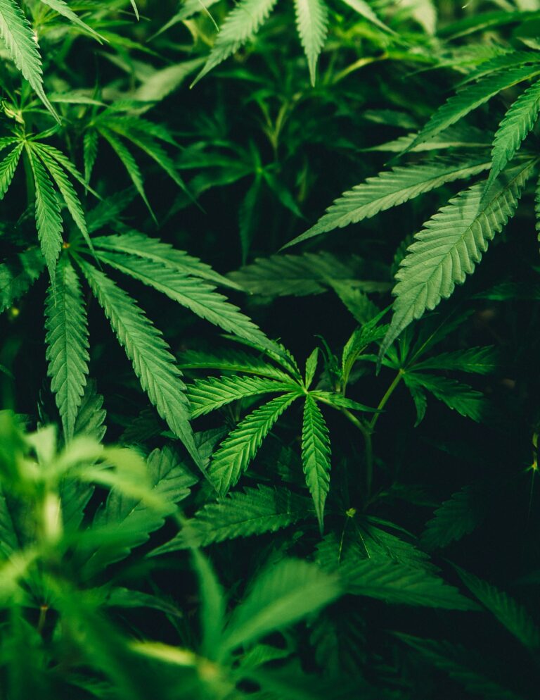 10 Things You Always Wanted to Know About Cannabis but Were Too Afraid to Ask