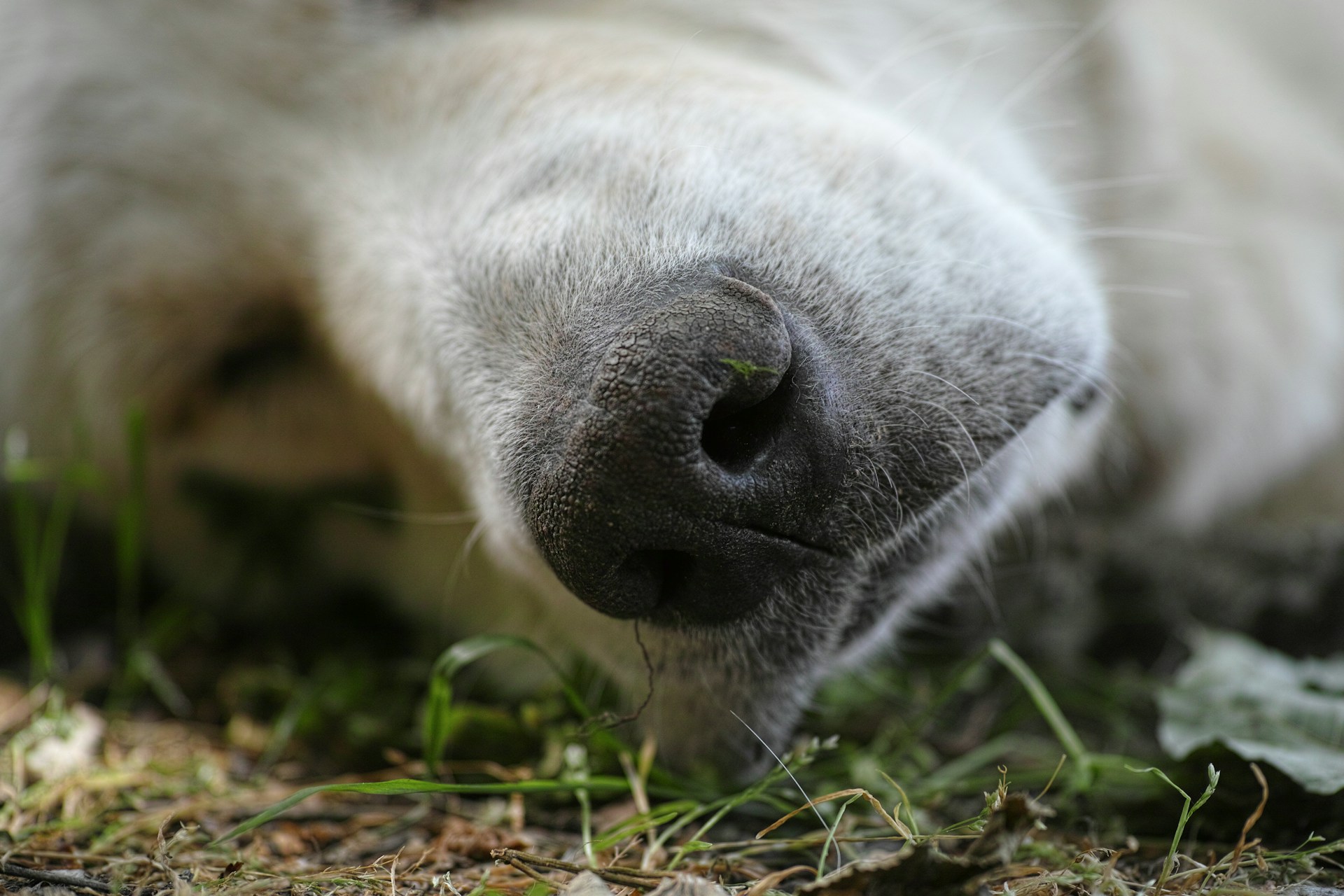 10 Tips to Help You Deal With Losing a Pet