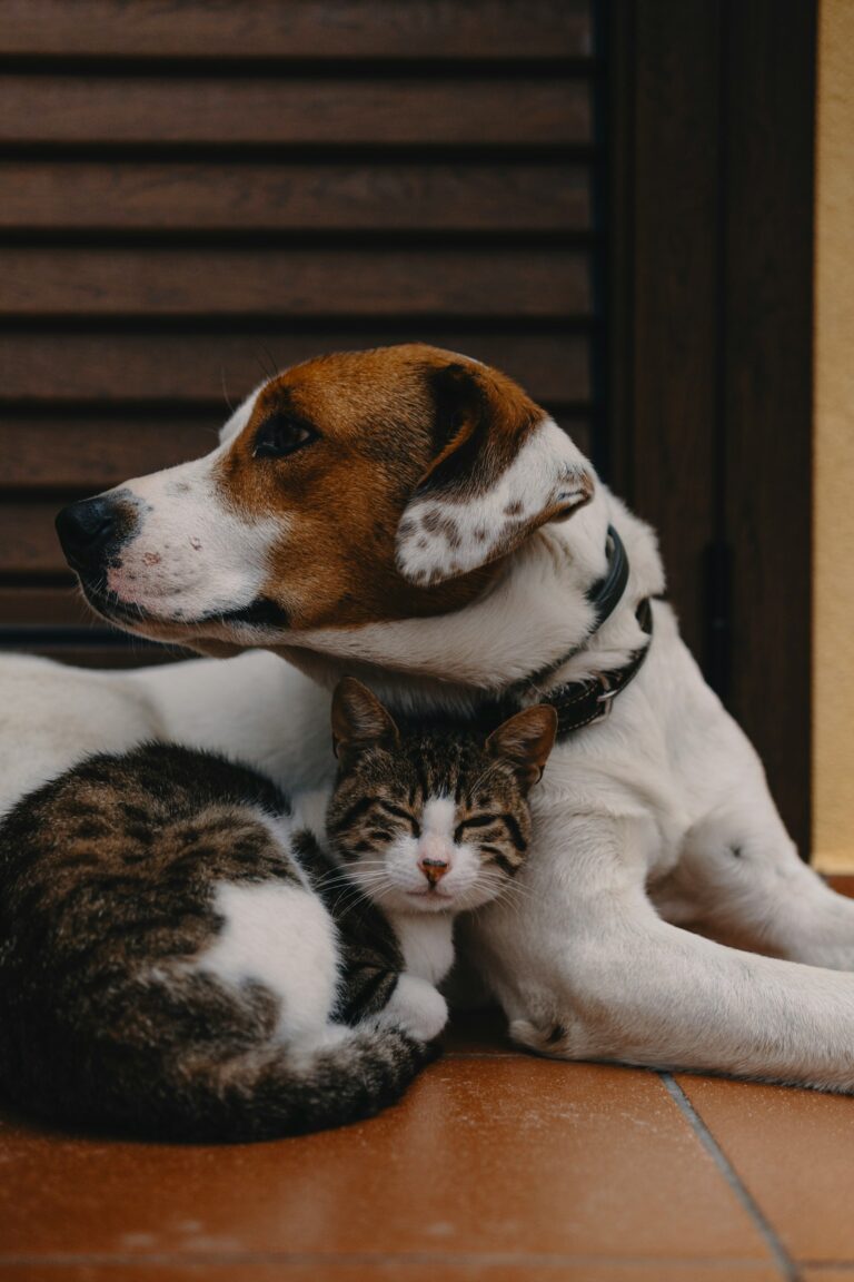Can pets cause allergies?