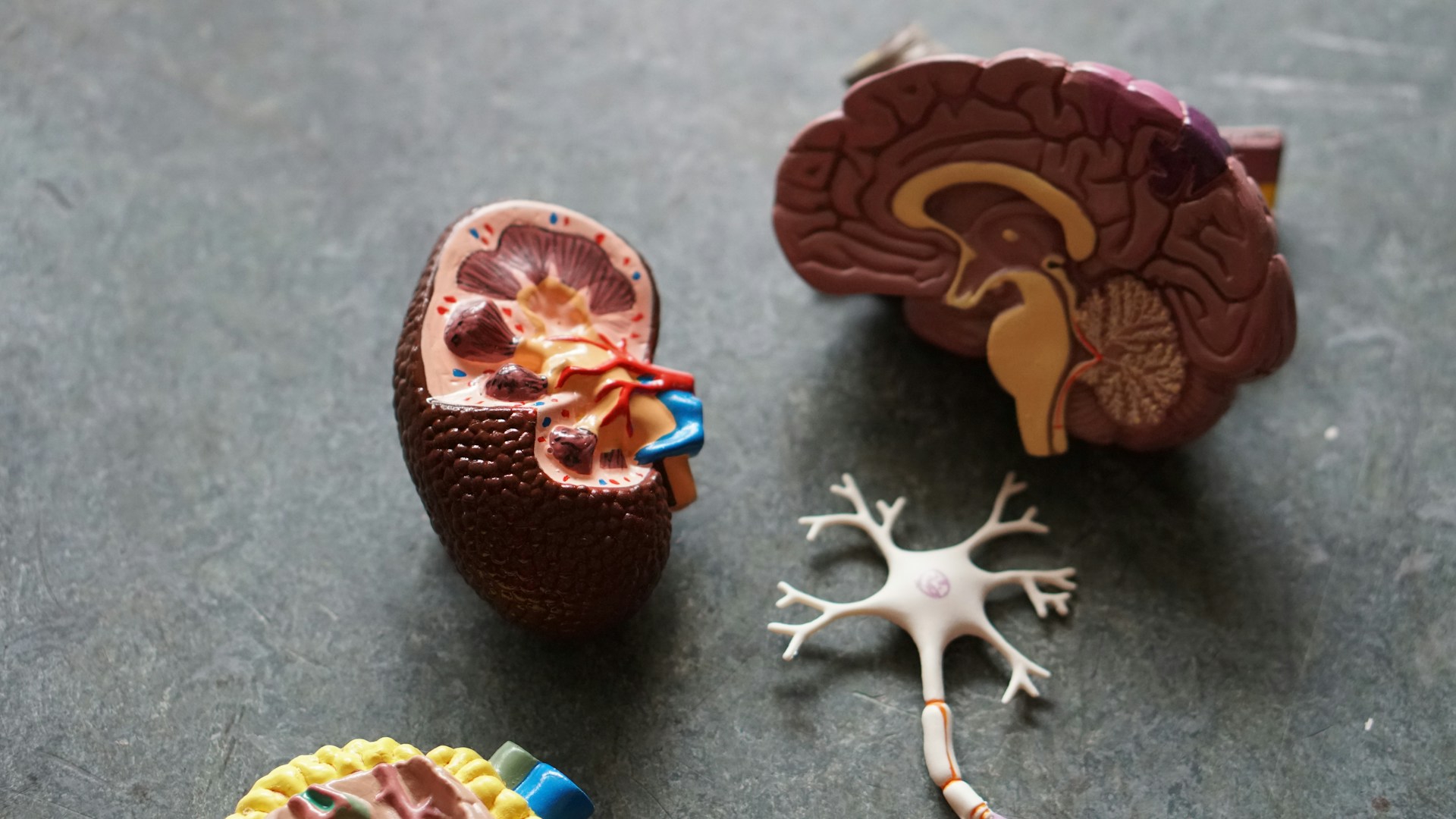 How can alcohol affect your brain?