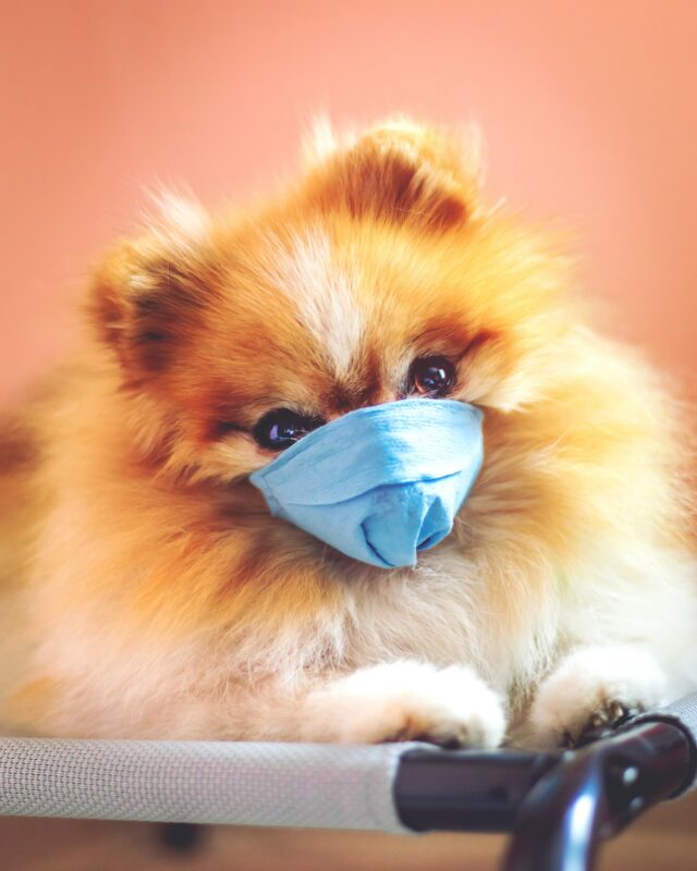 Can COVID-19 affect pets?