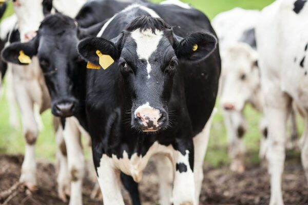 What is herd immunity?
