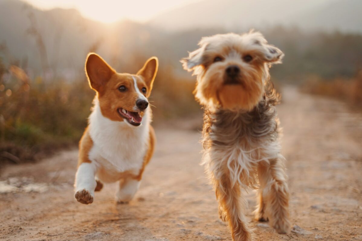 Are there books or resources that can help with losing a pet?