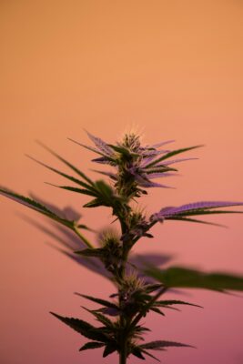 Can cannabis be harmful?