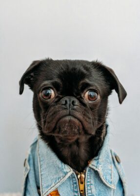 Can pets go to school?