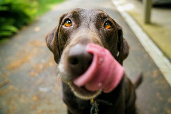 Can pets have allergies?