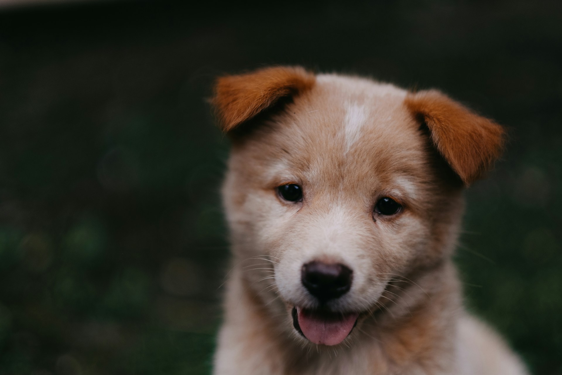 Can you get another pet right away?