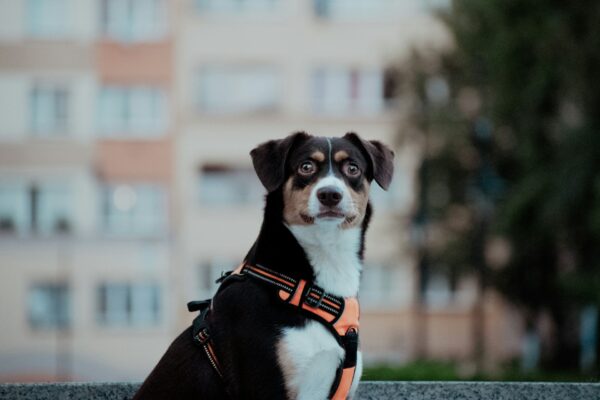 Can you keep pets in the city?