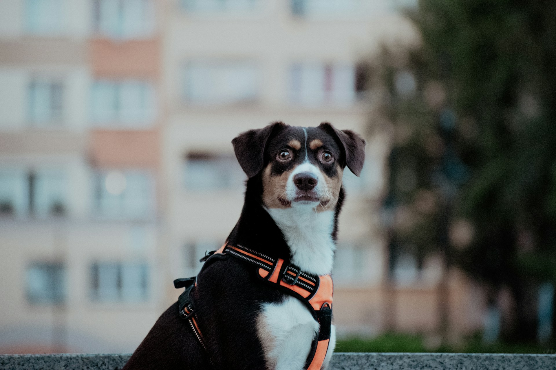 Can you keep pets in the city?