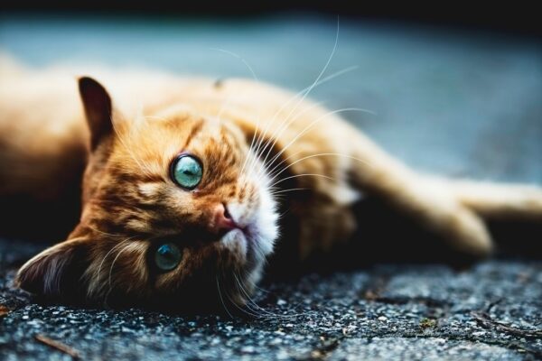 How can I convince my parents to let me have a pet?