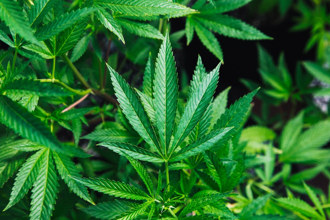 How can I say no to cannabis?