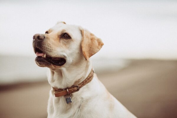 How can you help a friend who lost a pet?