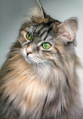 How do you cope with losing a pet?