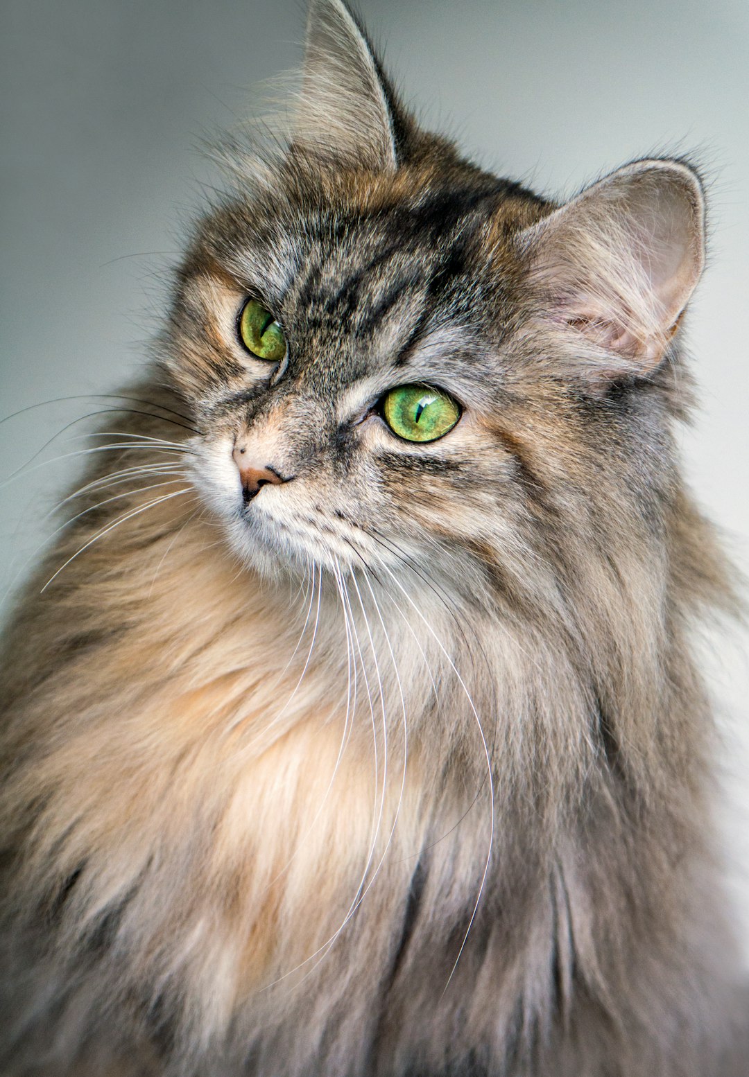 How do you cope with losing a pet?