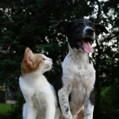 How do you remember your pet after they have died?