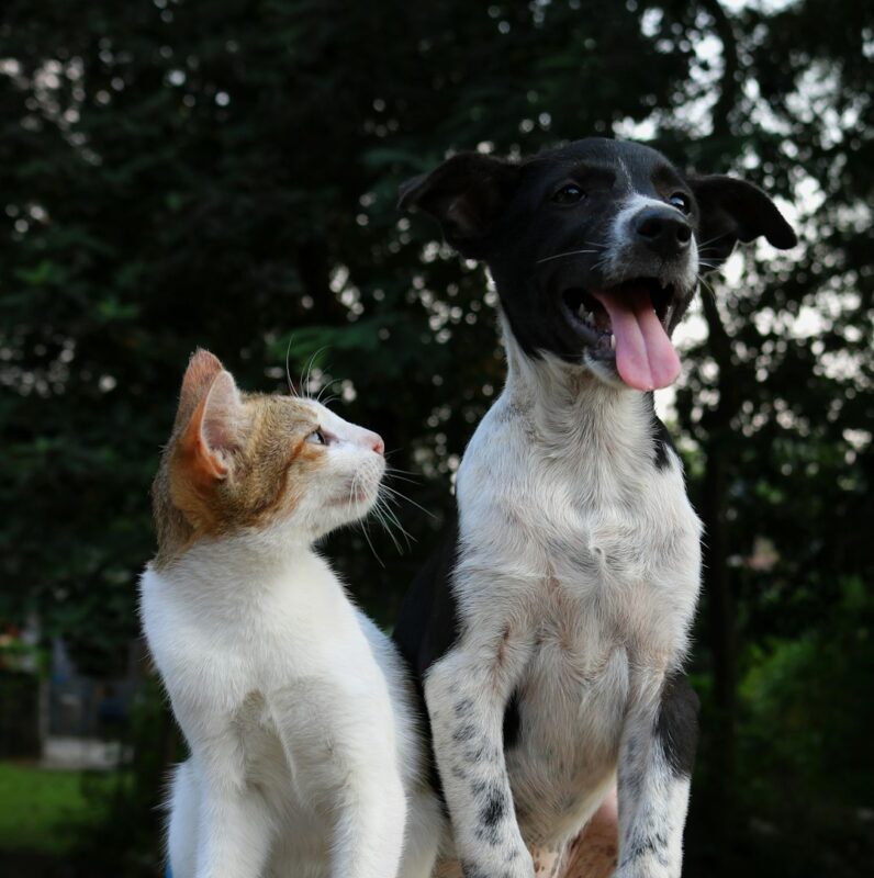 How do you remember your pet after they have died?