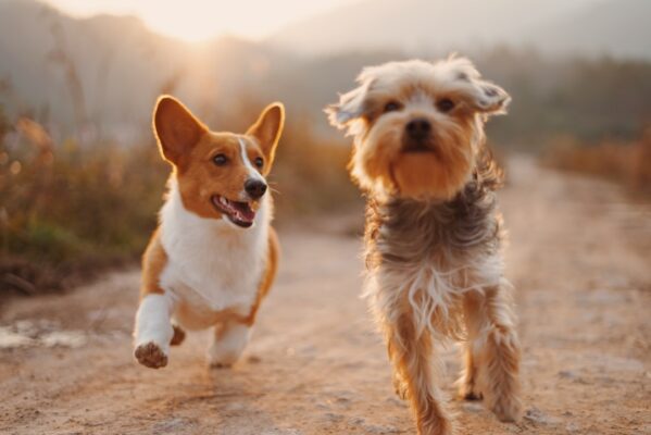 How long do different pets live?