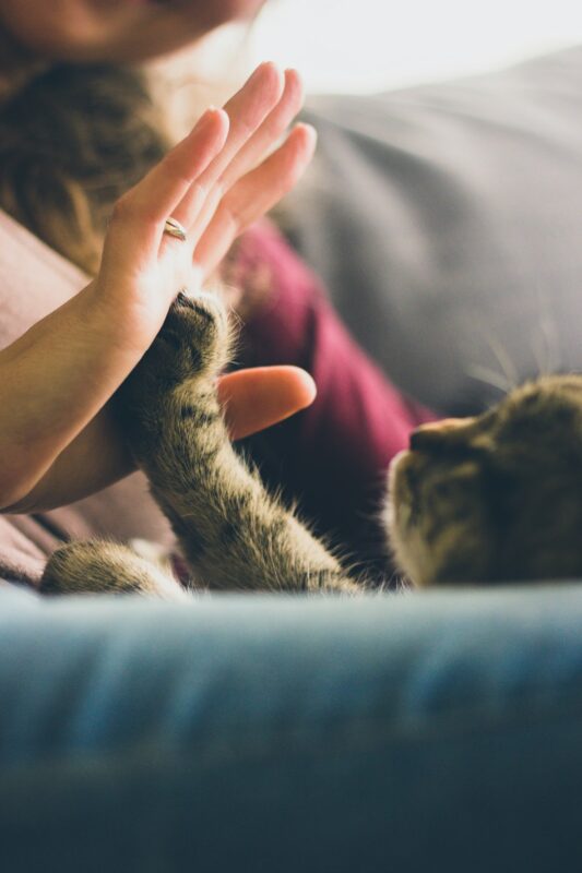 How long does the sadness last after losing a pet?