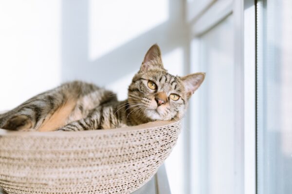 How much does it cost to keep a pet?