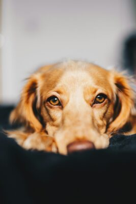 Is it okay to feel relief if your pet was sick and then dies?