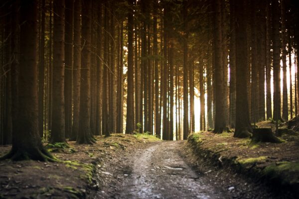 Is it true that there's more nature and fewer buildings in the countryside?