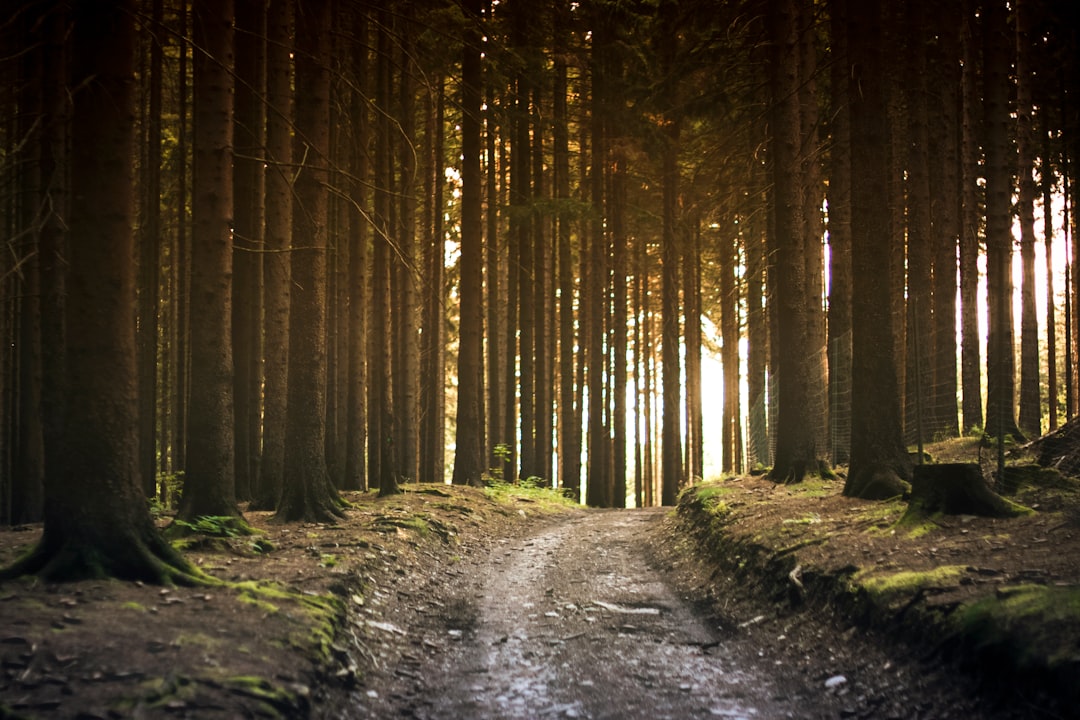 Is it true that there's more nature and fewer buildings in the countryside?