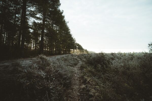 Is it very quiet living in the countryside?