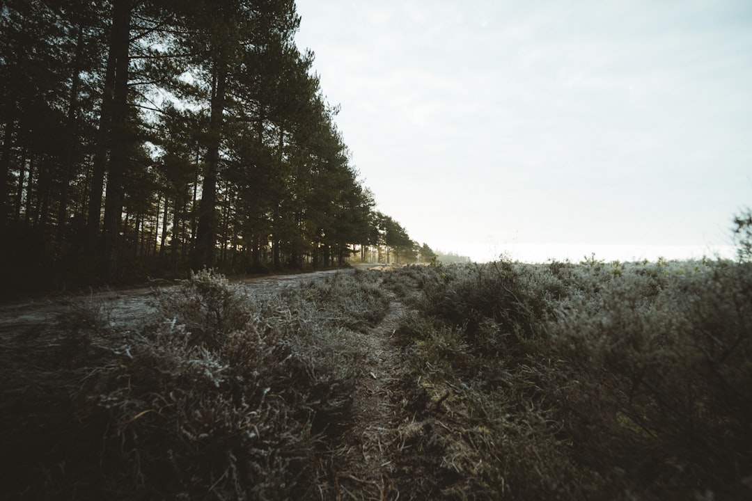 Is it very quiet living in the countryside?