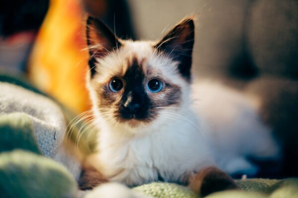 What are good pets for teenagers?