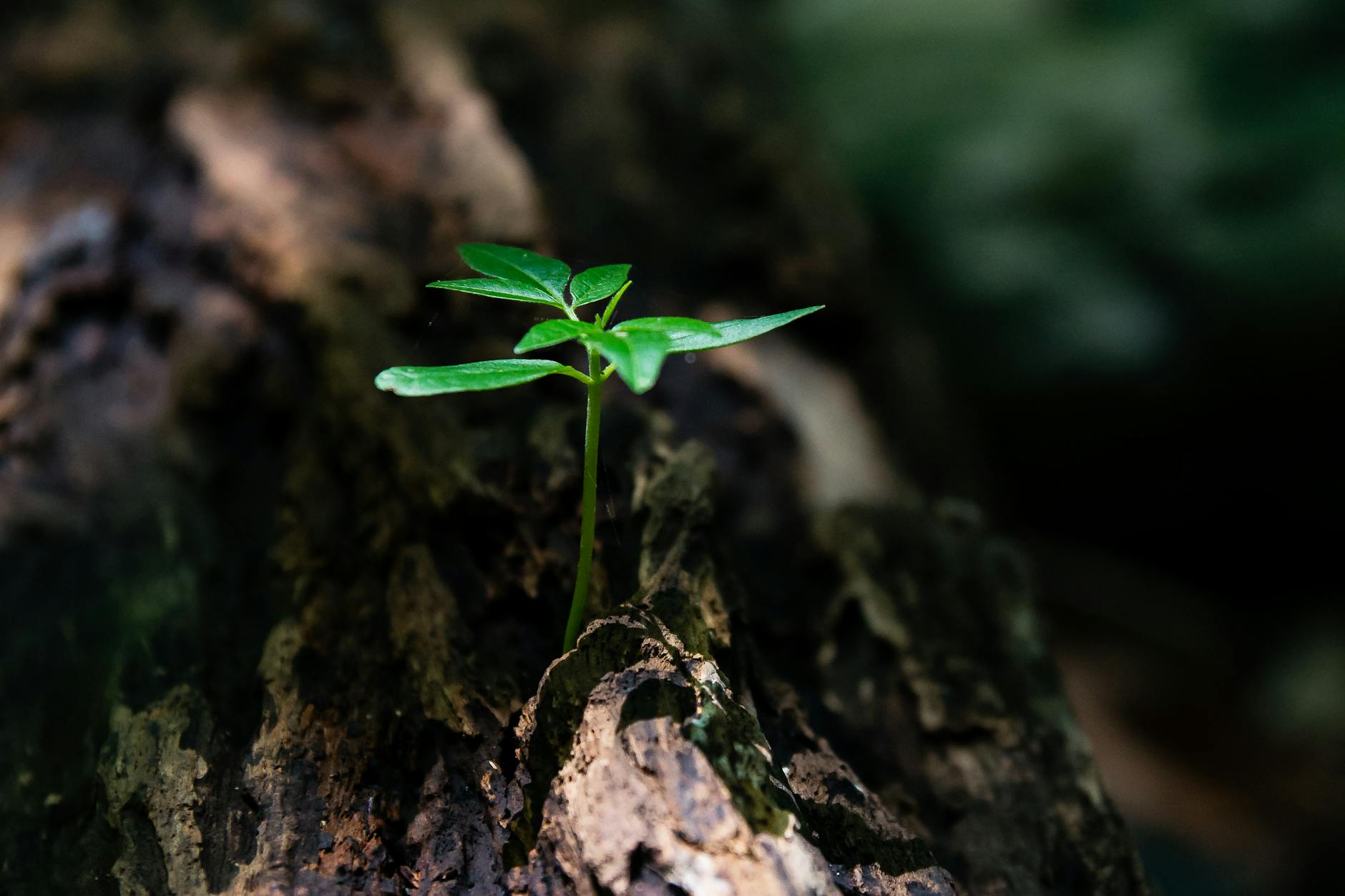 What are growth spurts?