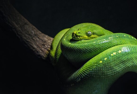 What are some unusual pets that people have?
