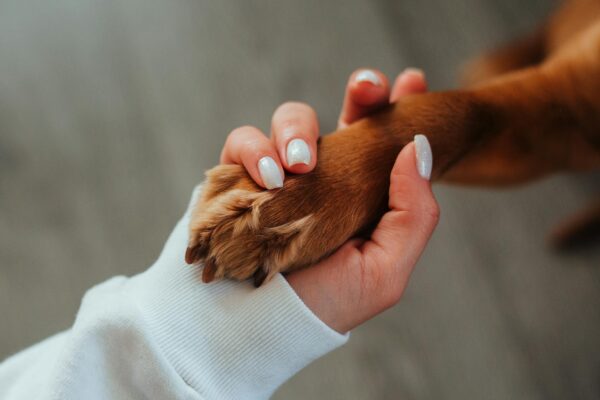 What do I need to know about taking care of a dog?