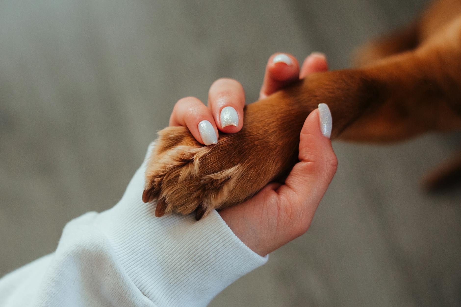 What do I need to know about taking care of a dog?