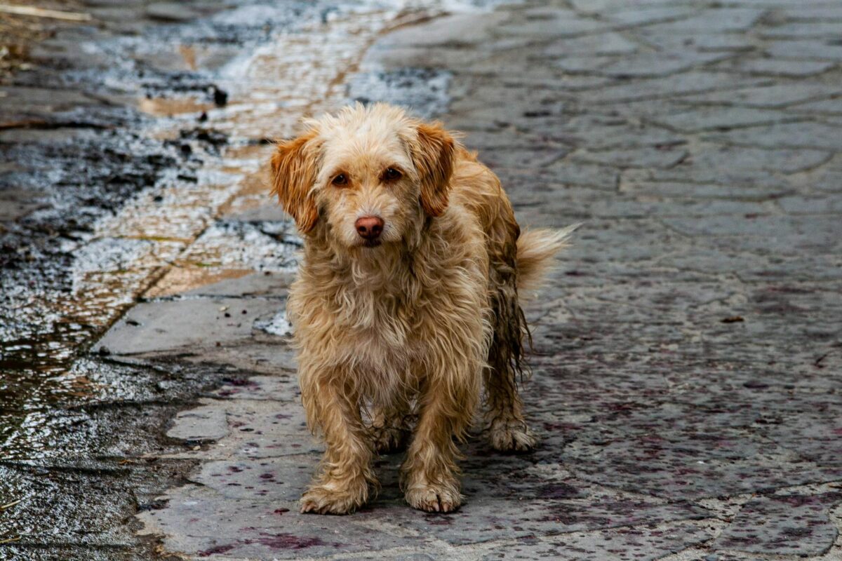 What if you feel responsible for your pet's death?