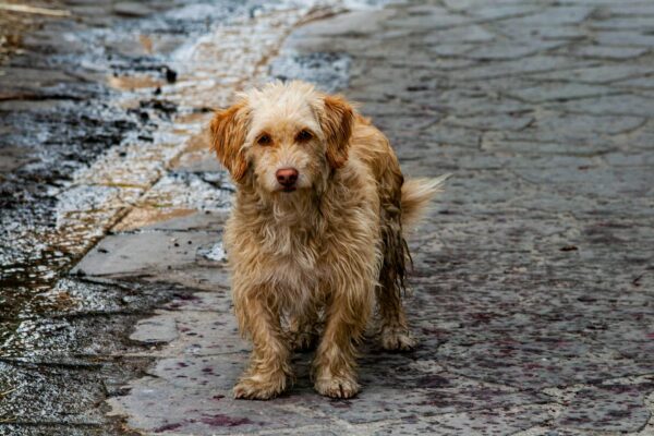 What if you feel responsible for your pet's death?