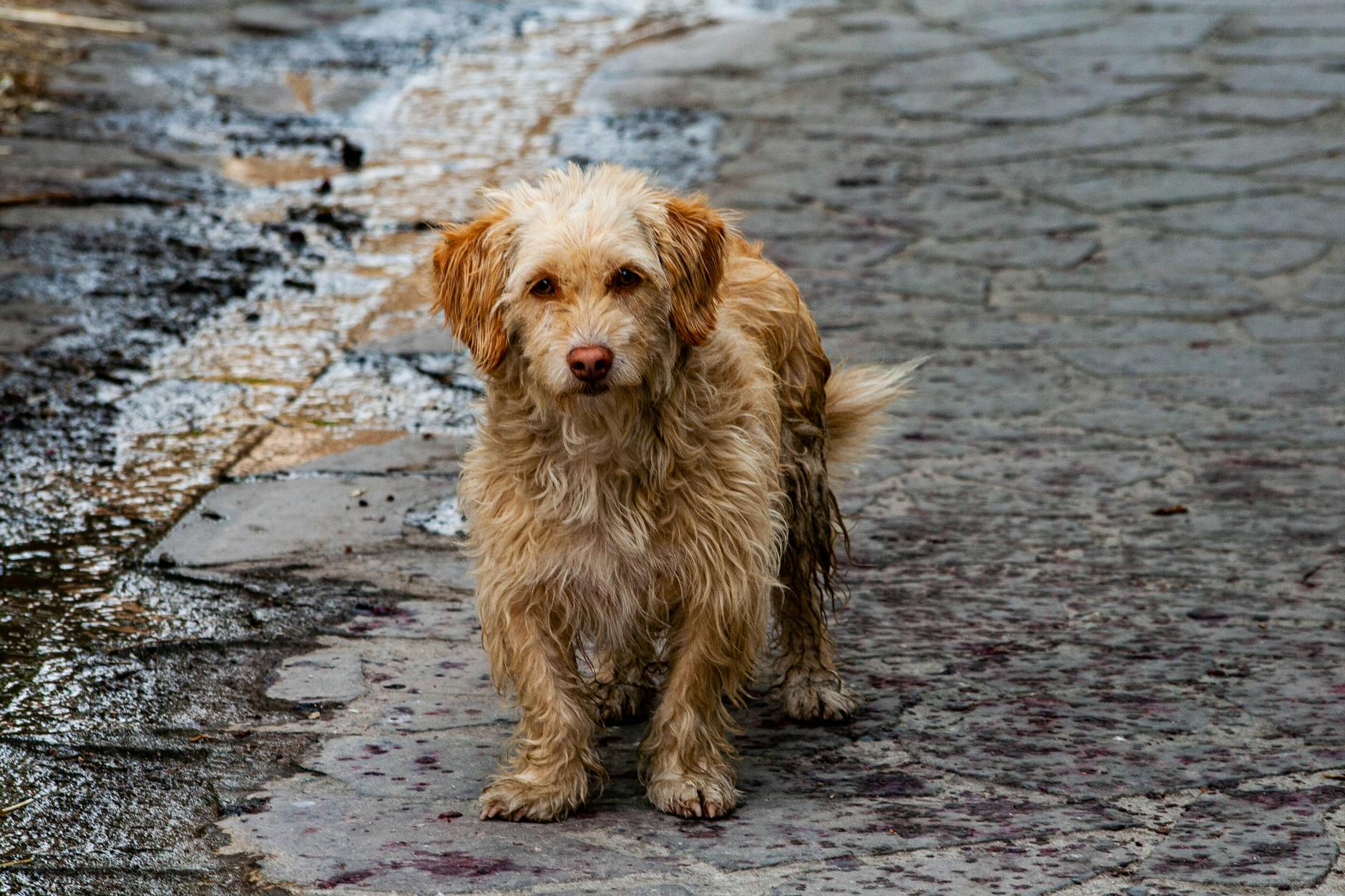 What if you feel responsible for your pet's death?