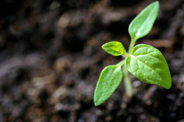 What is a growth spurt?