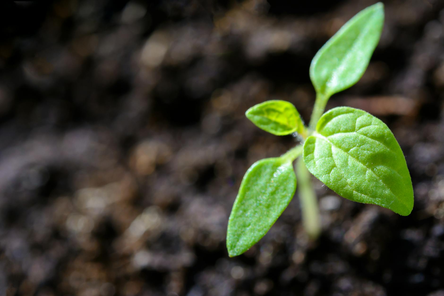 What is a growth spurt?