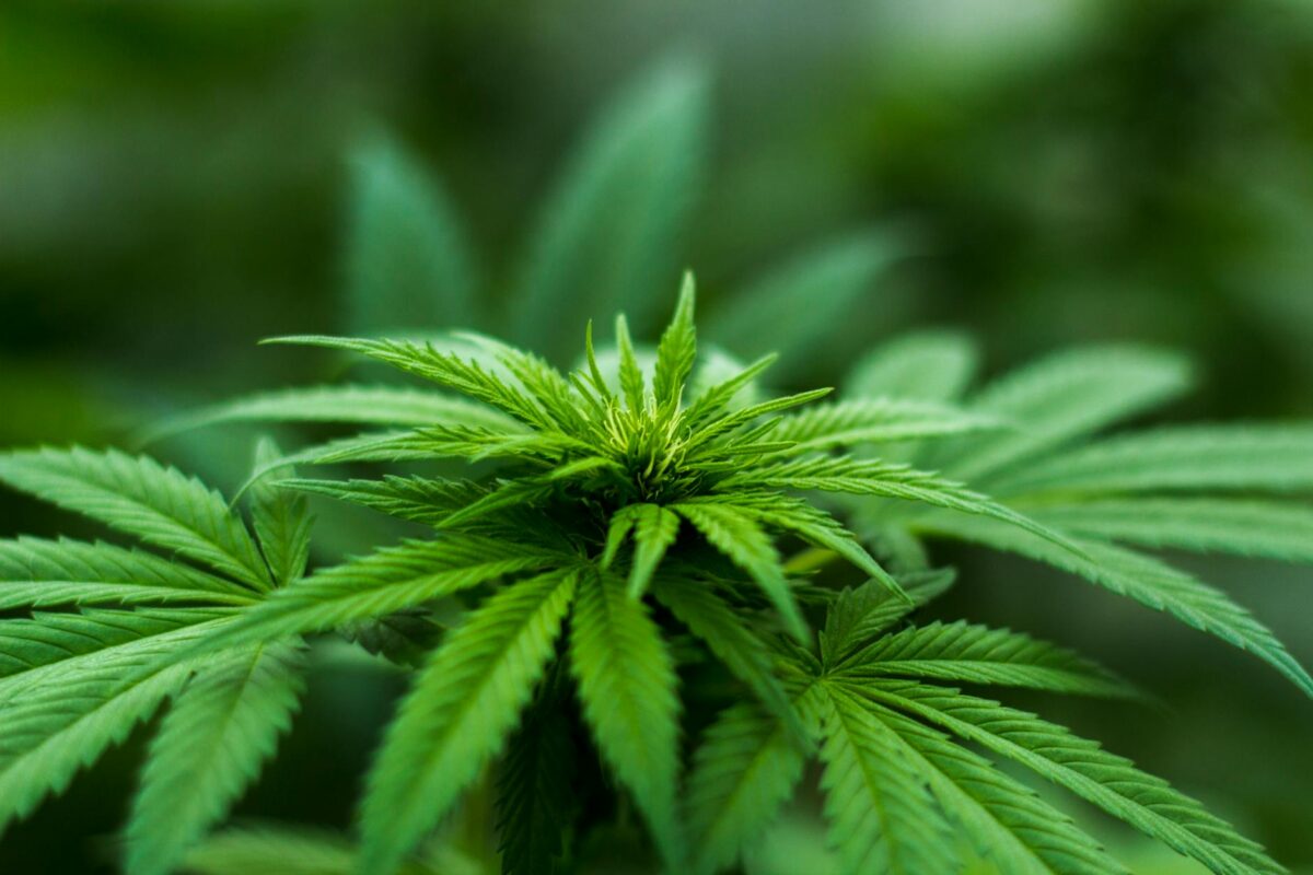 What is cannabis?
