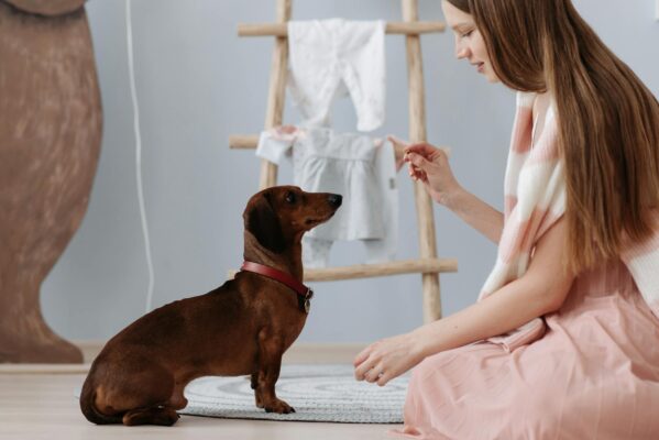 What is the best way to train a pet?