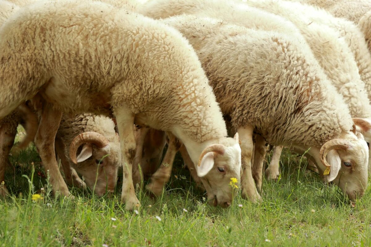 What kinds of animals might I see in the countryside?