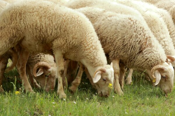 What kinds of animals might I see in the countryside?