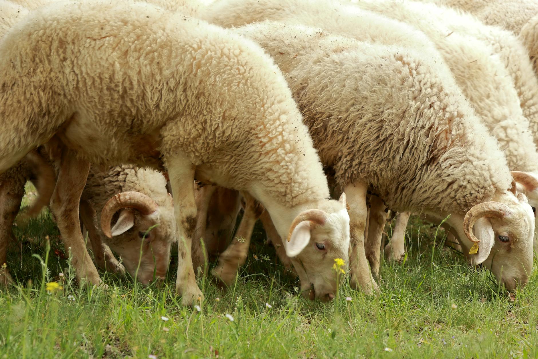 What kinds of animals might I see in the countryside?