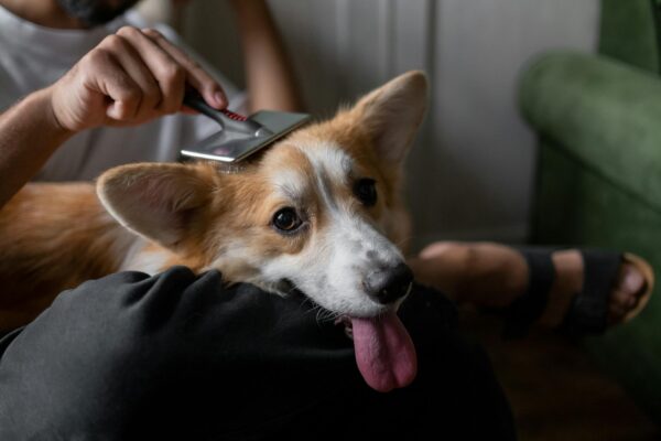 What responsibilities come with having a pet?