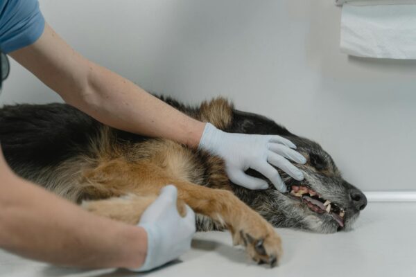 What should I do if my pet gets sick?