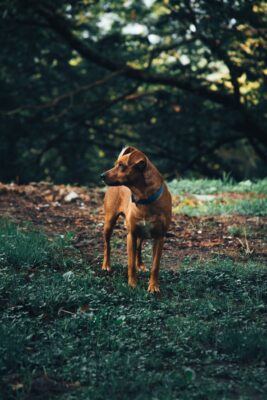 What should I do if my pet runs away?