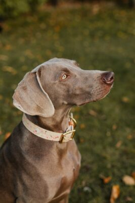 What should you do with your pet's things?