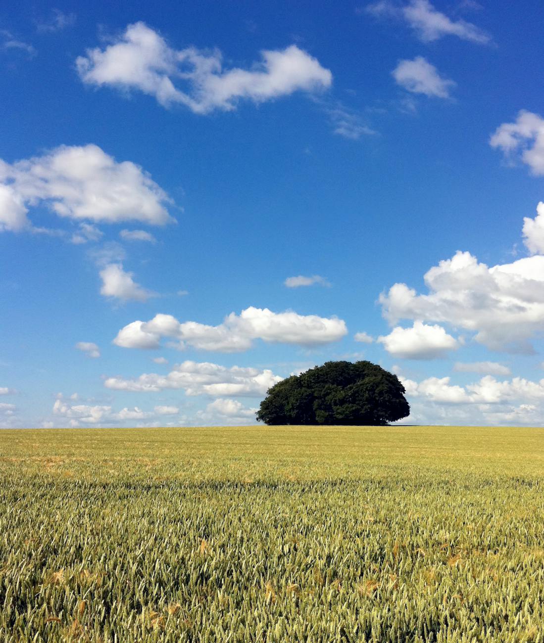 What's the biggest difference between living in the countryside and a city?